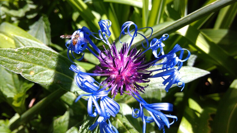 Blue Cornflower with Bee