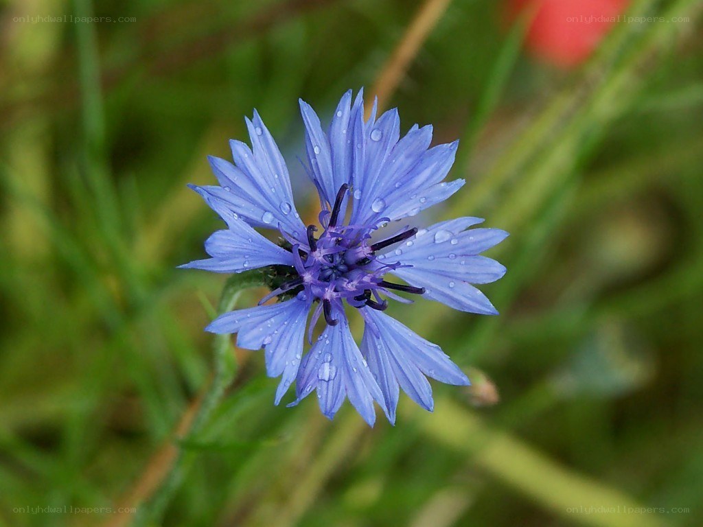 blue cornflower with dewdrops