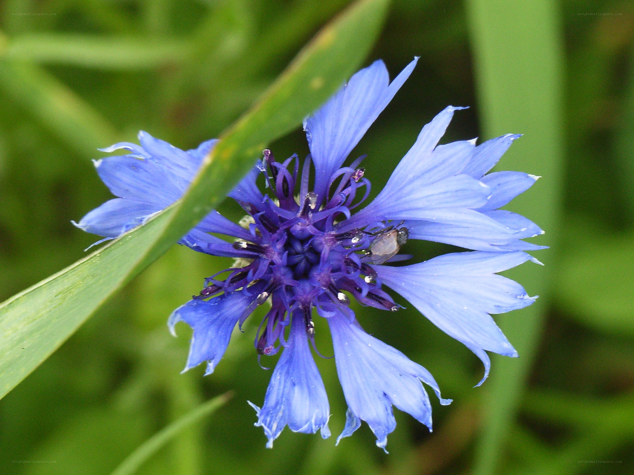 blue cornflower with insect