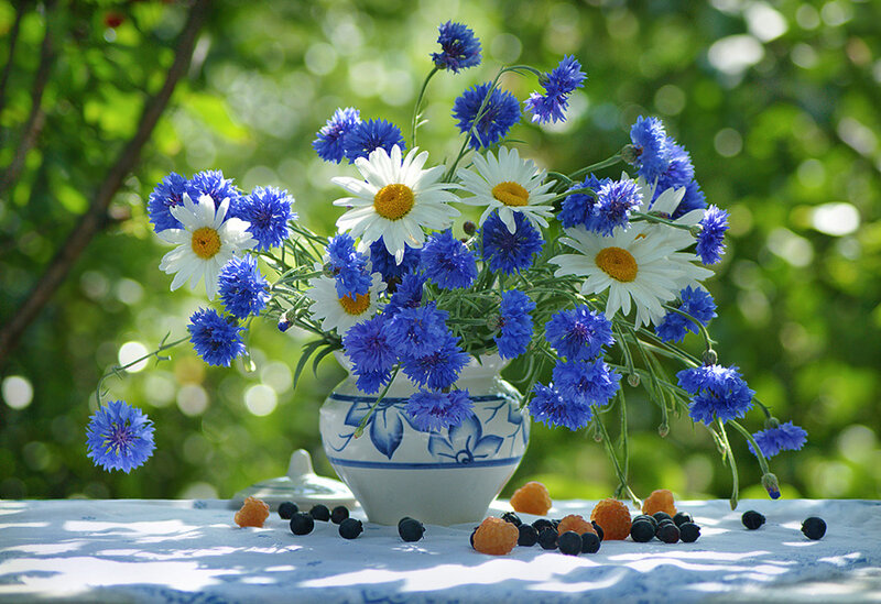 Blue Cornflowers and Daisies — Serene