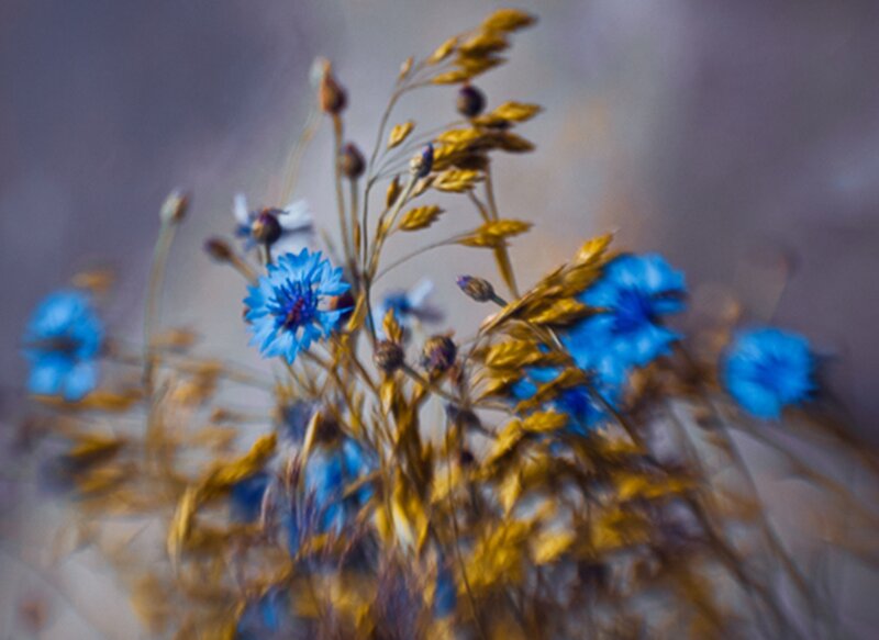 Blue Cornflowers and Grass
