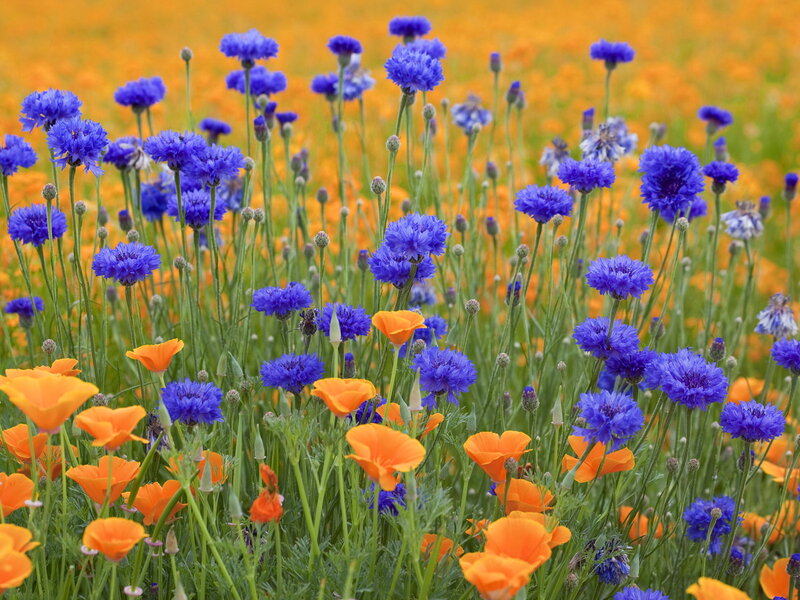 Blue Cornflowers and Poppies