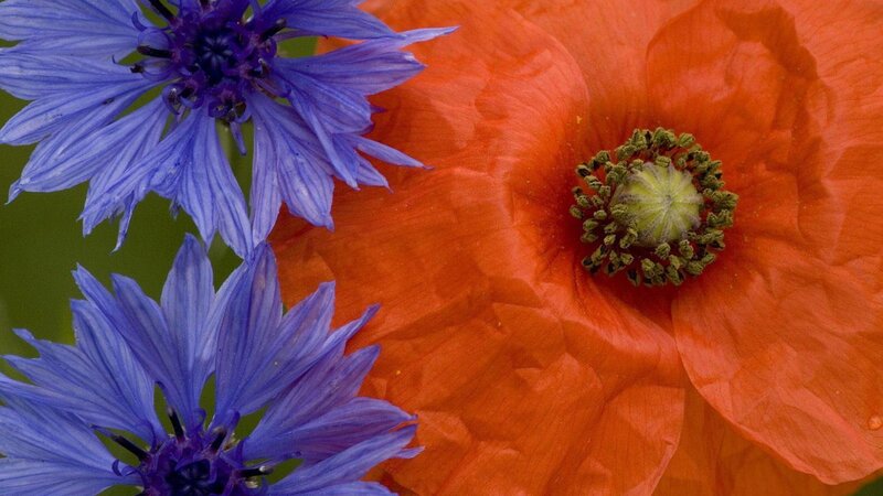 Blue Cornflowers and Poppy