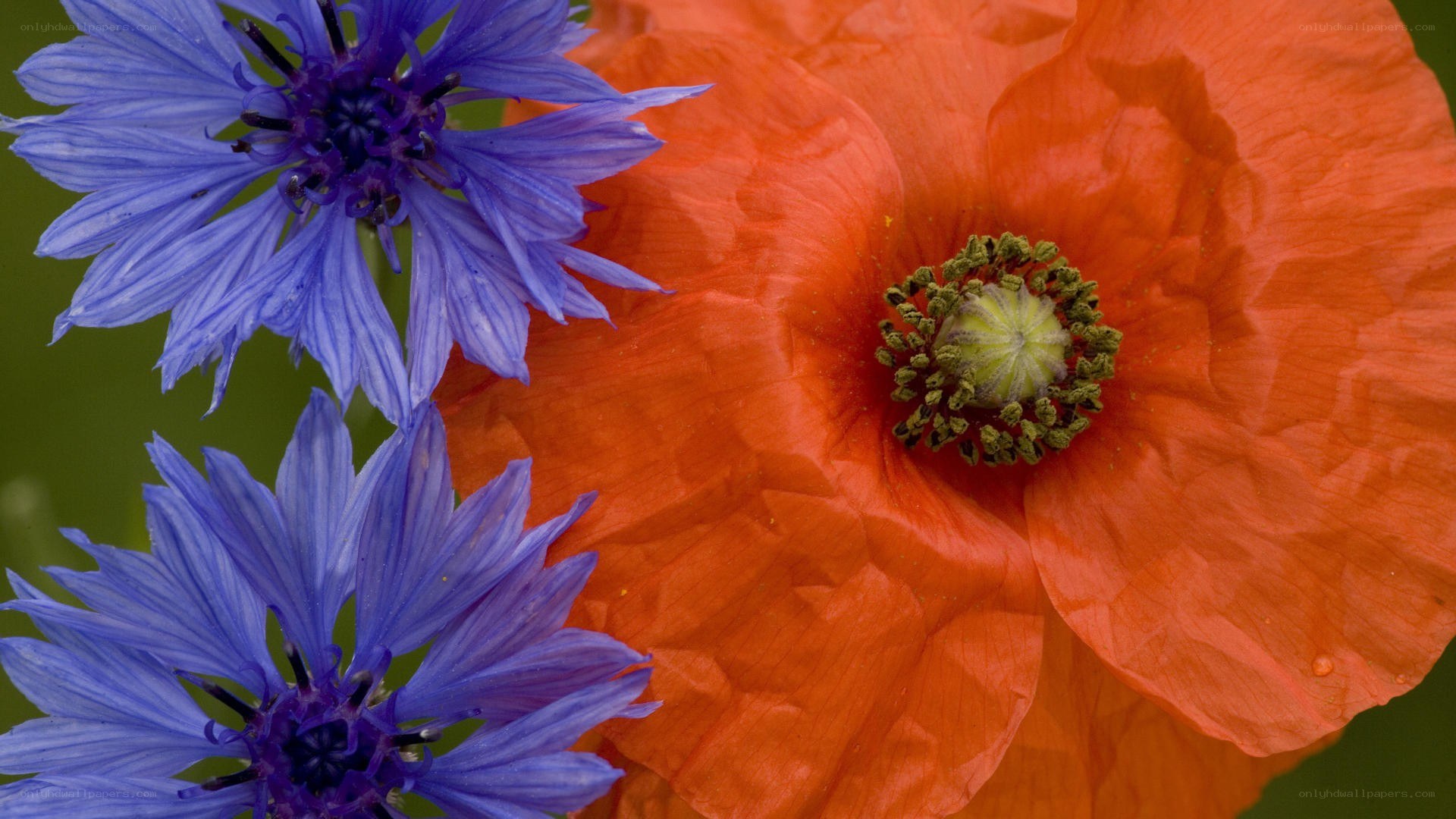 Blue cornflowers and red poppy