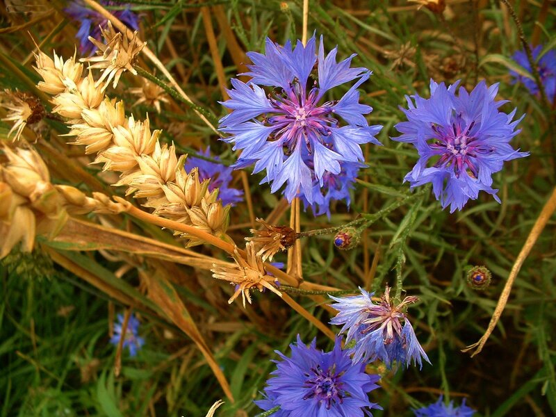 Blue Cornflowers and Wheat