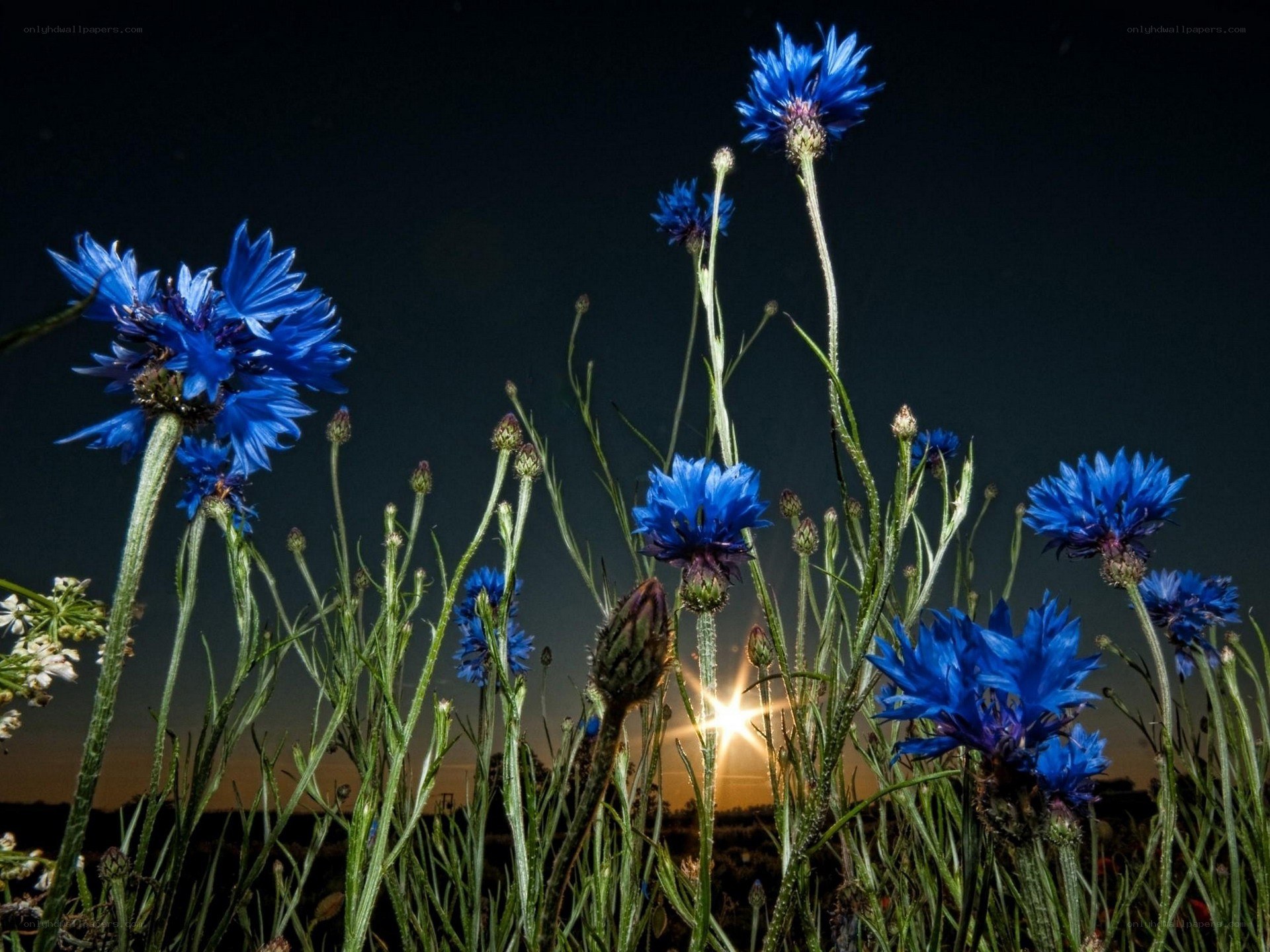 Blue cornflowers at sunset