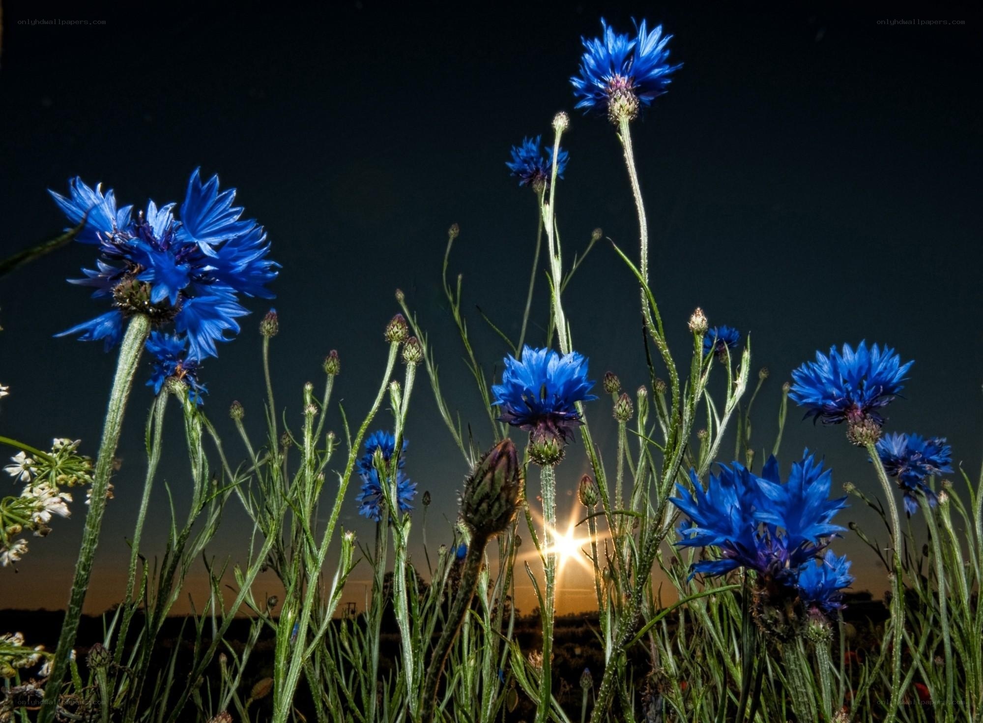 Blue cornflowers at sunset