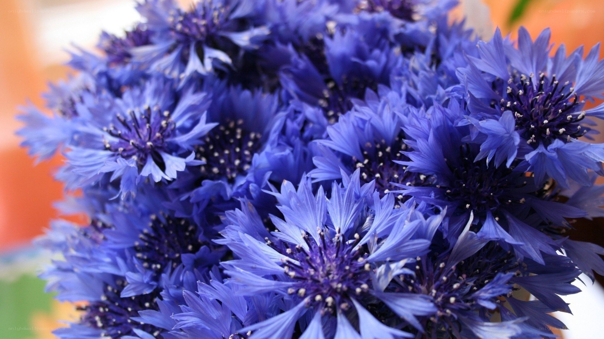 blue cornflowers in a bouquet