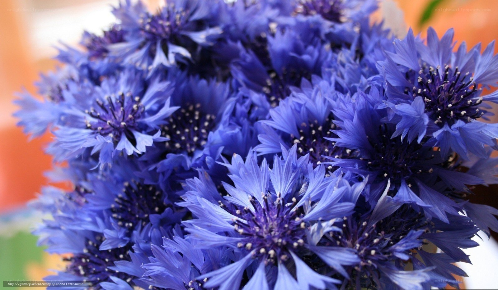 Blue cornflowers in a bouquet