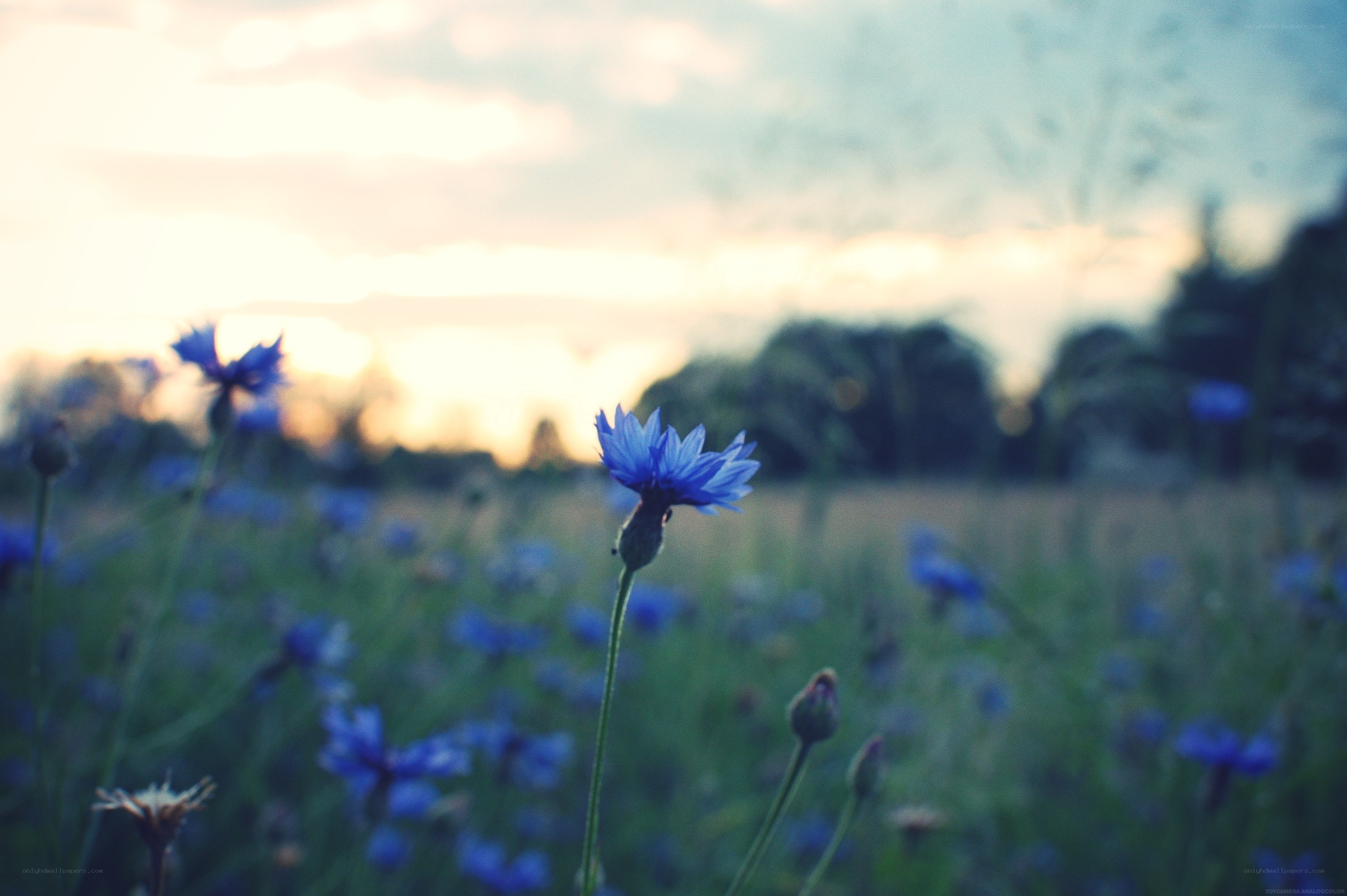 blue cornflowers in a field