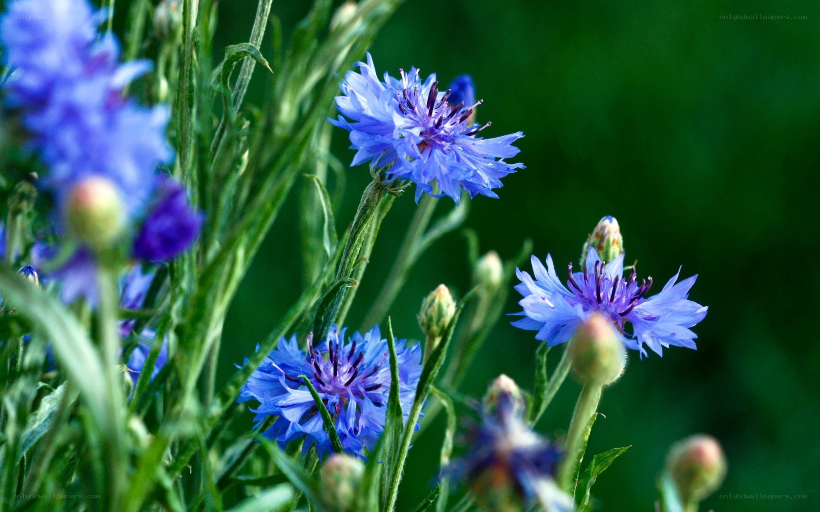 blue cornflowers in a field