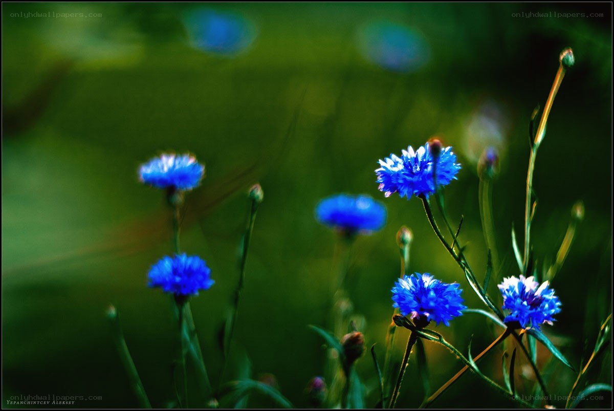 Blue cornflowers in a field