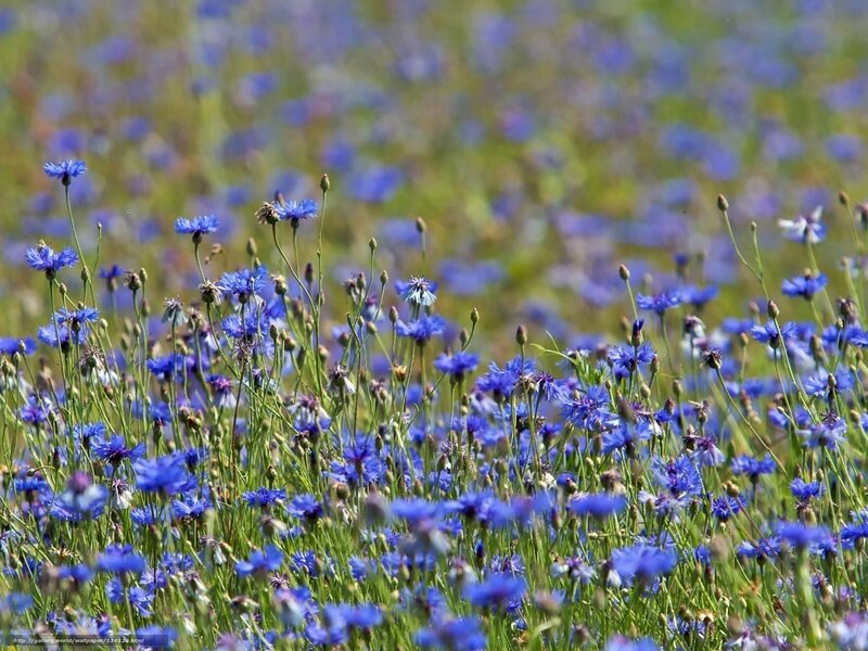 blue cornflowers in a field