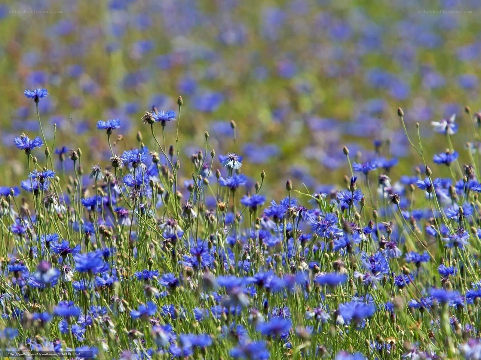 blue cornflowers in a field