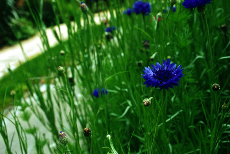blue cornflowers in a garden