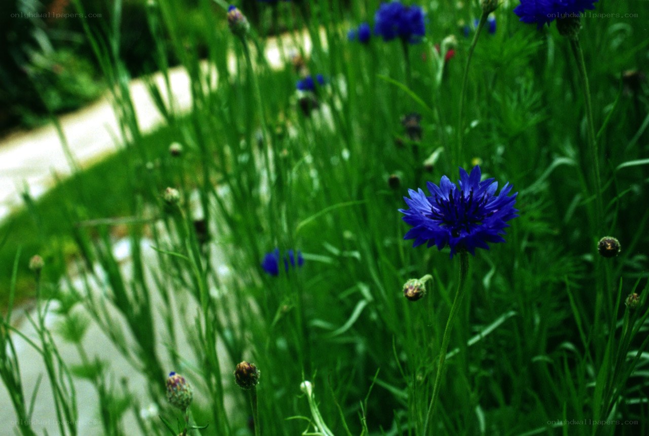 blue cornflowers in a garden