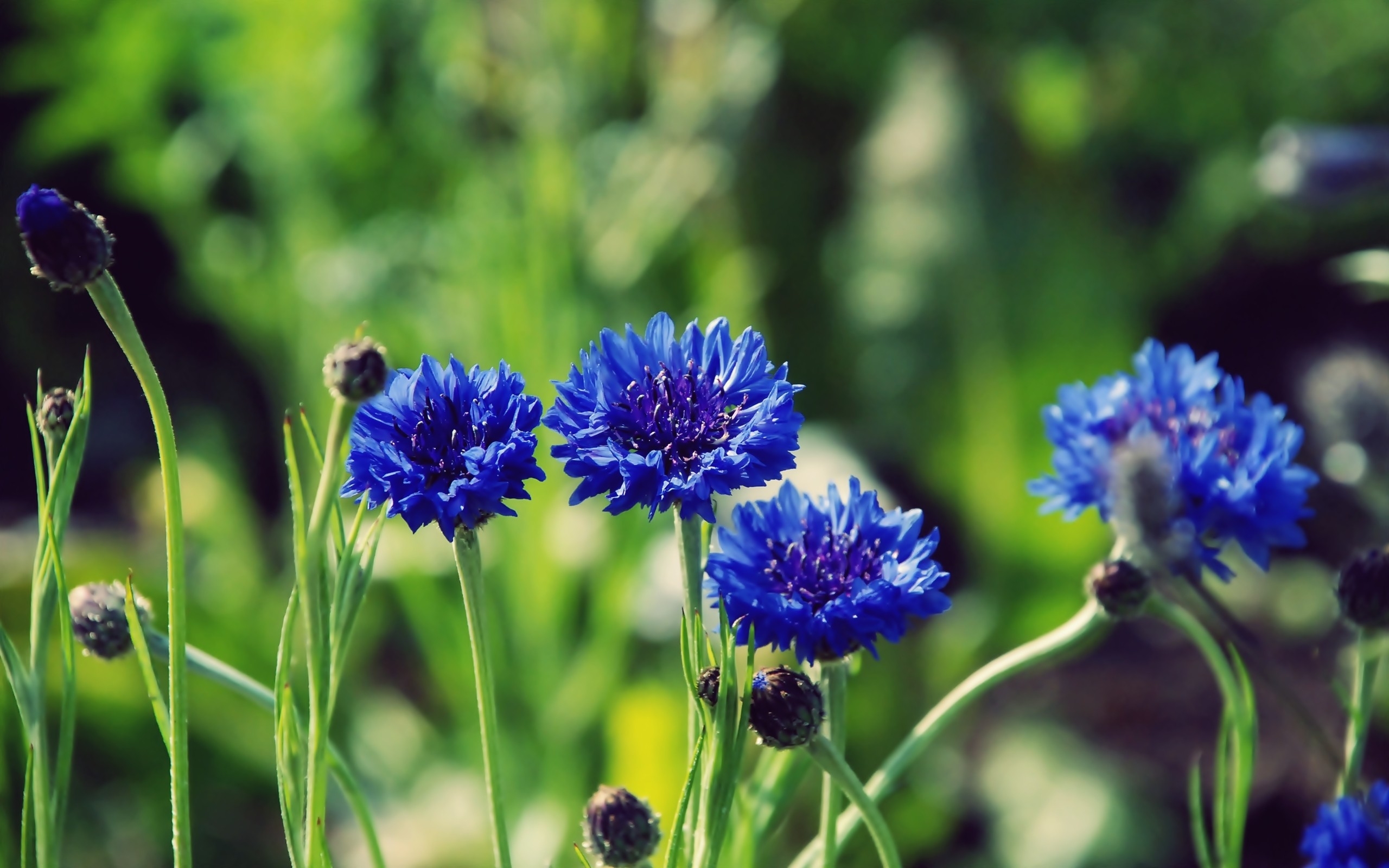 Blue cornflowers in a garden