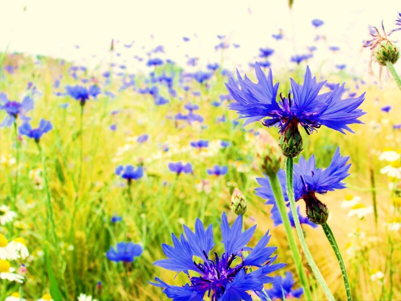 blue cornflowers in a meadow