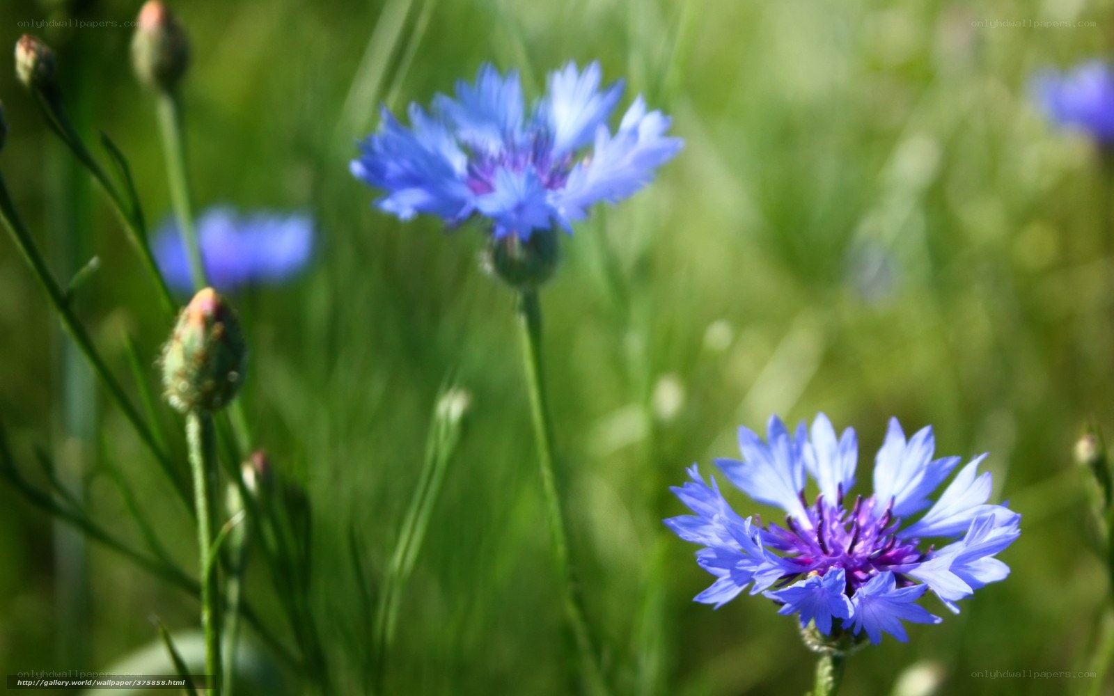 Blue cornflowers in a meadow