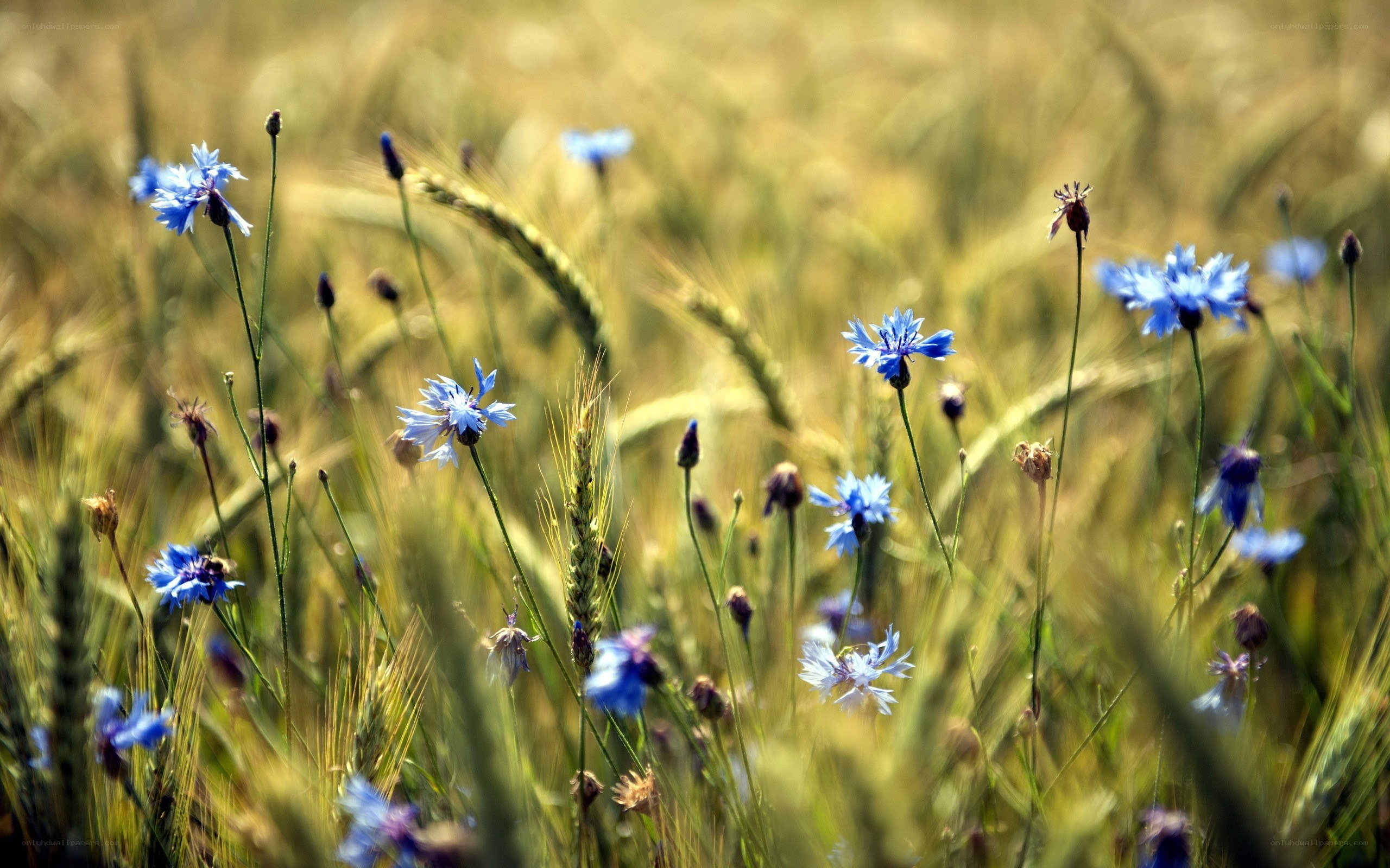 Blue cornflowers in a wheat field