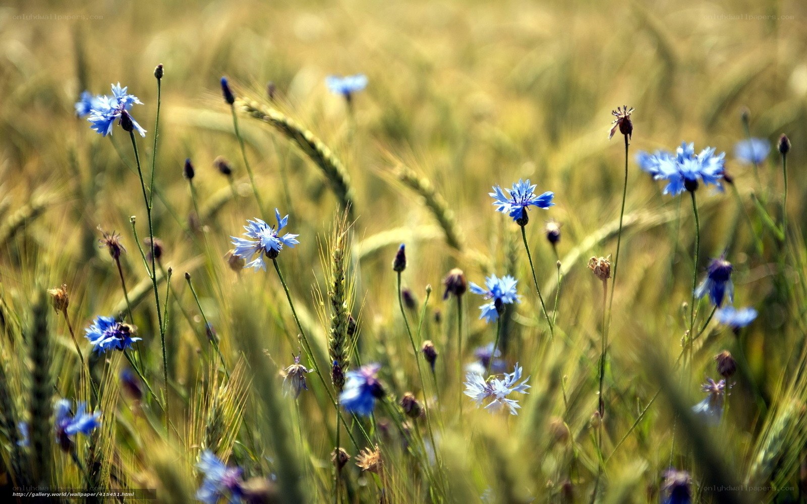 Blue Cornflowers in a Wheat Field
