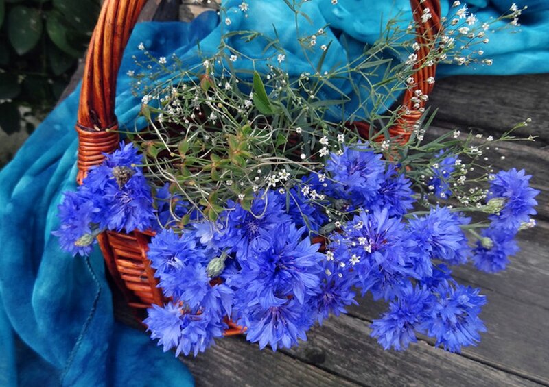 Blue Cornflowers in Basket — Calm, Afternoon