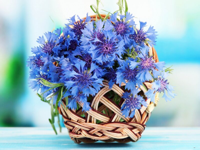 Blue Cornflowers in Basket — Calm, Photograph, Green Leaves
