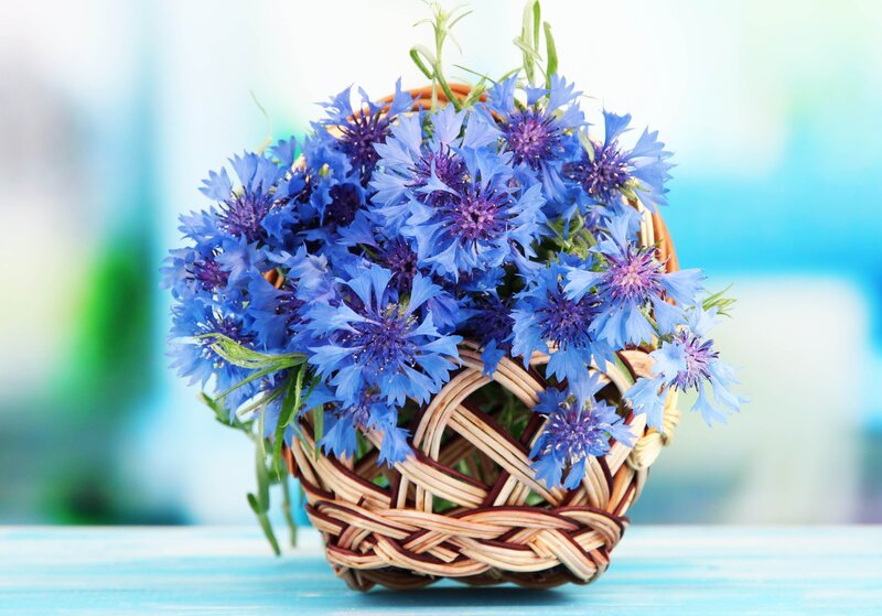 Blue Cornflowers in Basket — Calm, Photograph