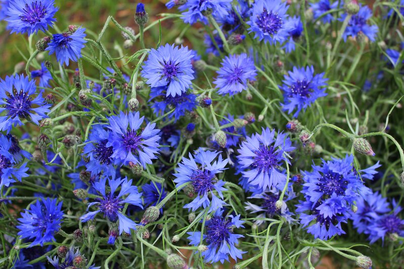 Blue Cornflowers in Bloom — Calm, Summer