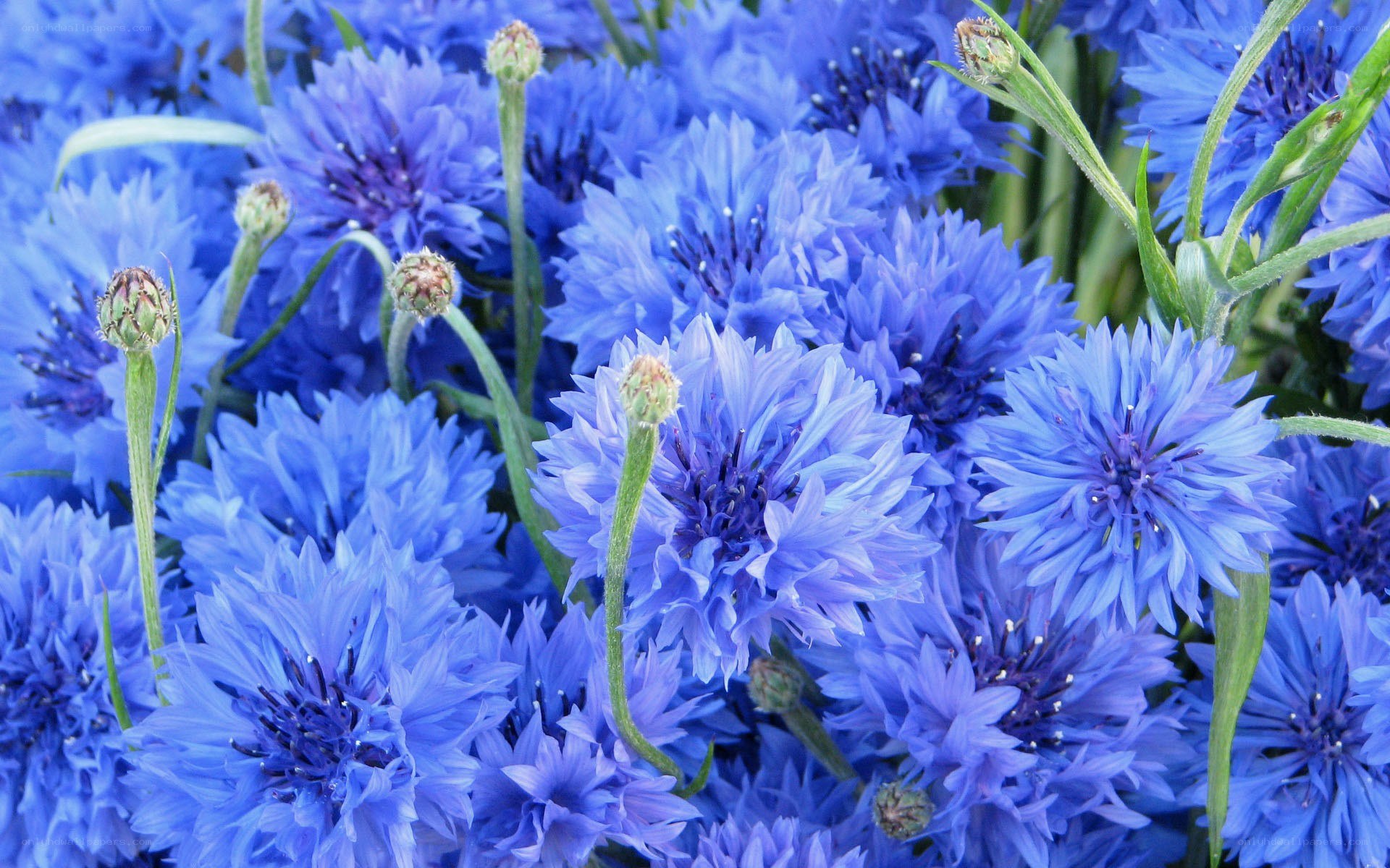 blue cornflowers in bloom