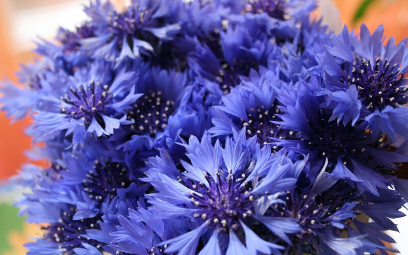 Blue Cornflowers in Bouquet — Calm