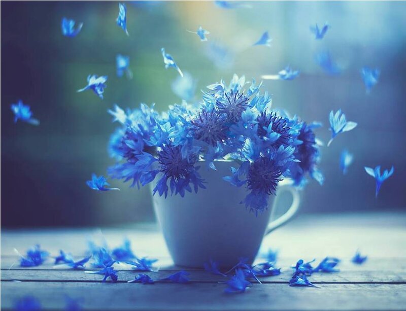 Blue Cornflowers in Cup