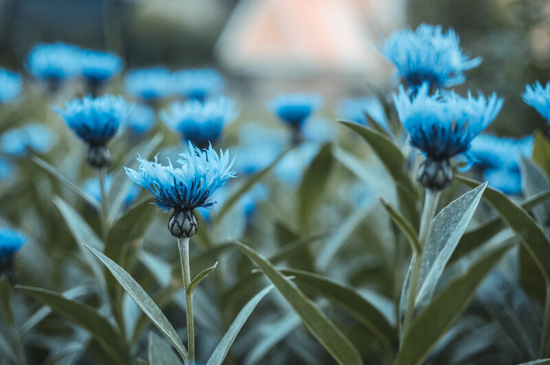 Blue Cornflowers in Field — Calm