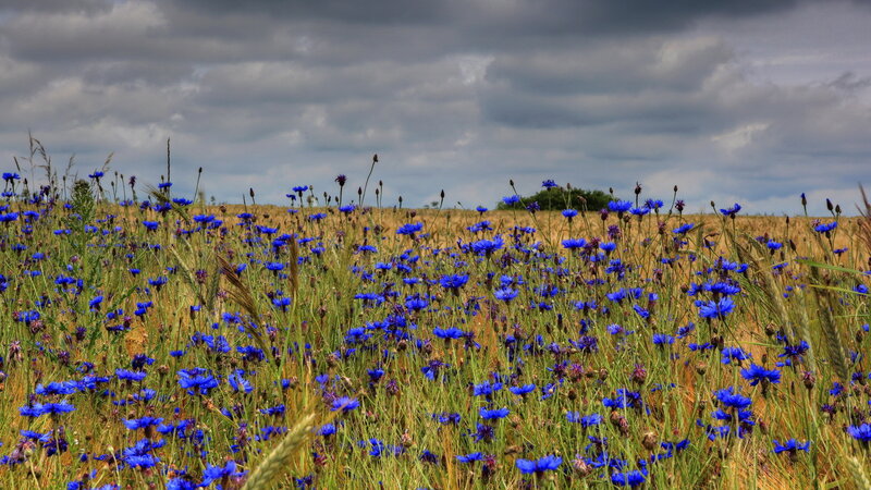 Blue Cornflowers in Field — Dramatic