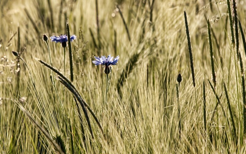 Blue Cornflowers in Field — Green, Serene, Afternoon