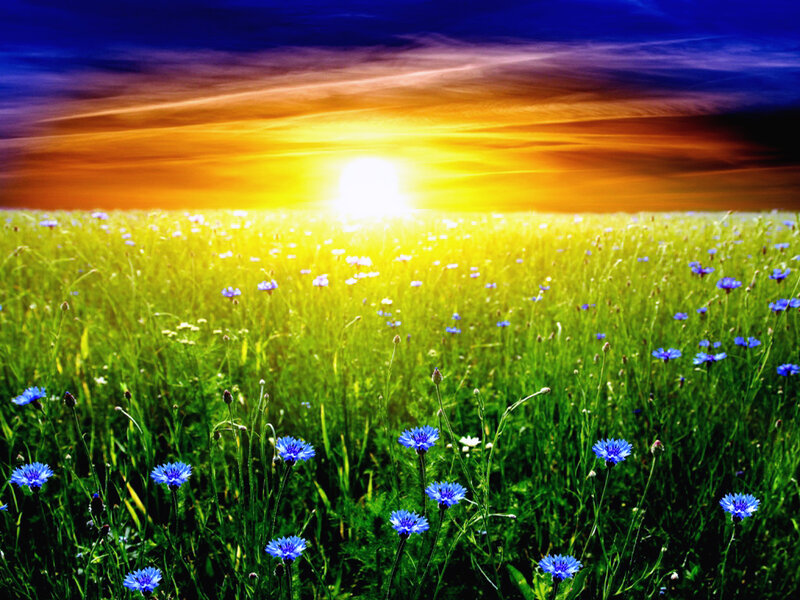 Blue Cornflowers in Field — Green
