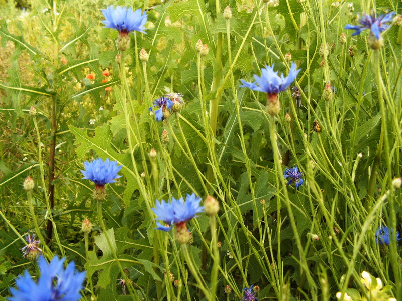 Blue Cornflowers in Field — Natural