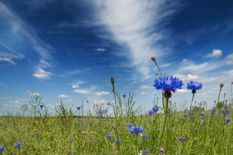 Blue Cornflowers in Field — Serene, Afternoon