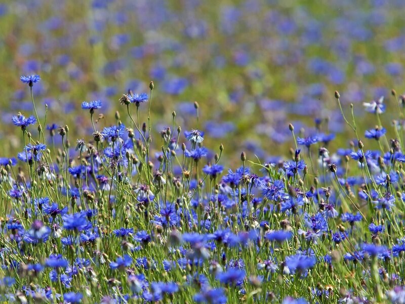 Blue Cornflowers in Field — Serene, Summer, Photograph