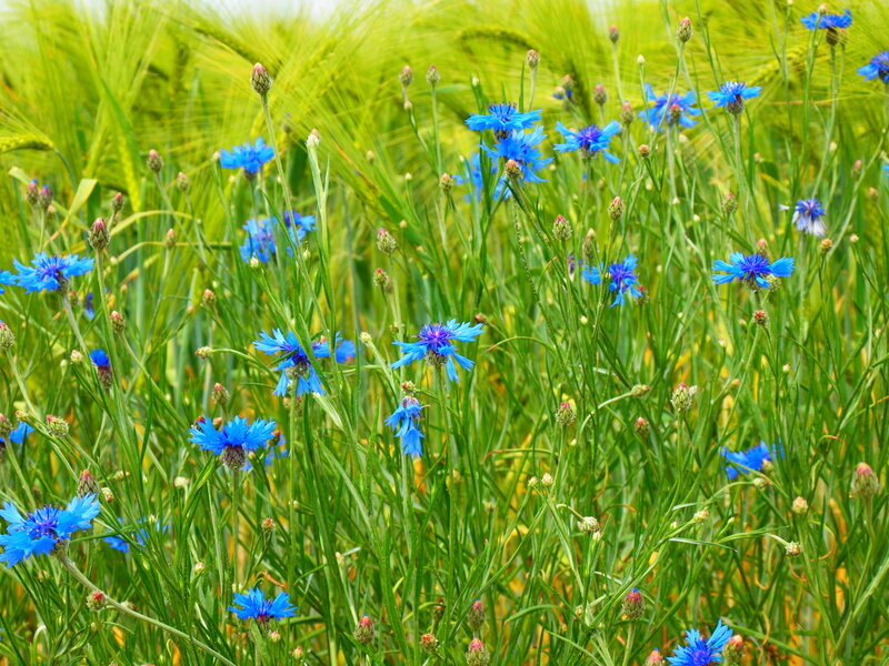 Blue Cornflowers in Field — Serene, Summer