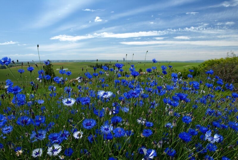 Blue Cornflowers in Field — Serene