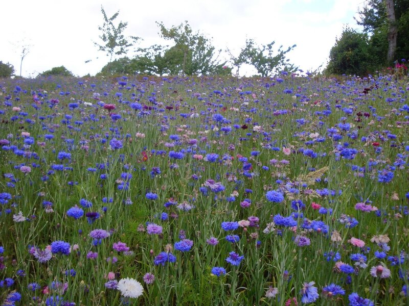 Blue Cornflowers in Field