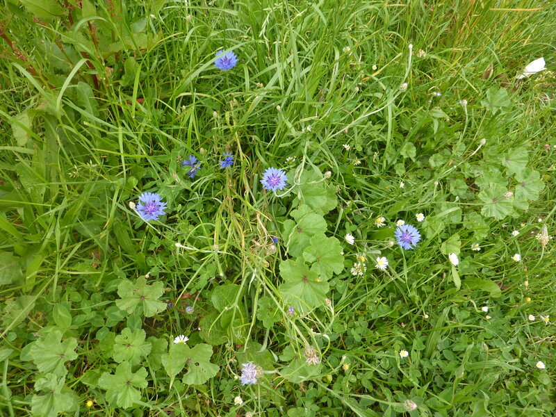Blue Cornflowers in Grass