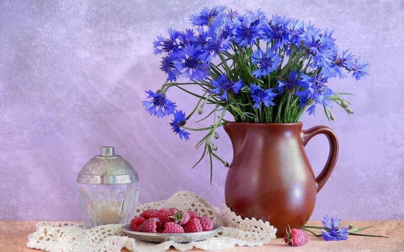 Blue Cornflowers in Pitcher — Purple