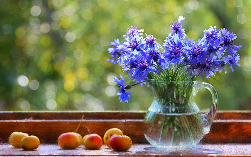 Blue Cornflowers in Pitcher — Serene