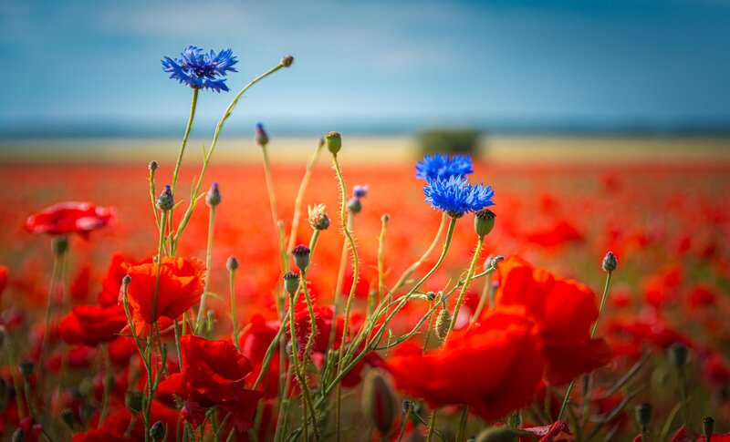 Blue Cornflowers in Poppy Field