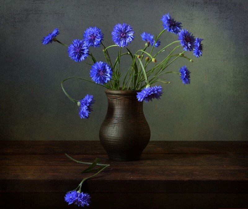 Blue Cornflowers in Vase — Calm, Photograph