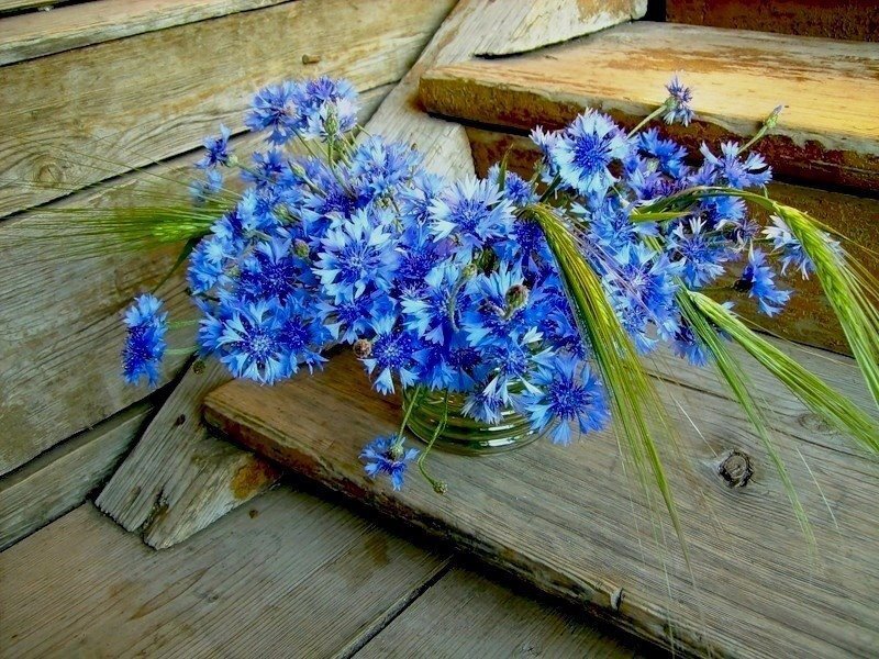 Blue Cornflowers in Vase — Calm