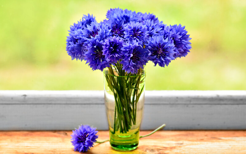 Blue Cornflowers in Vase — Serene, Afternoon