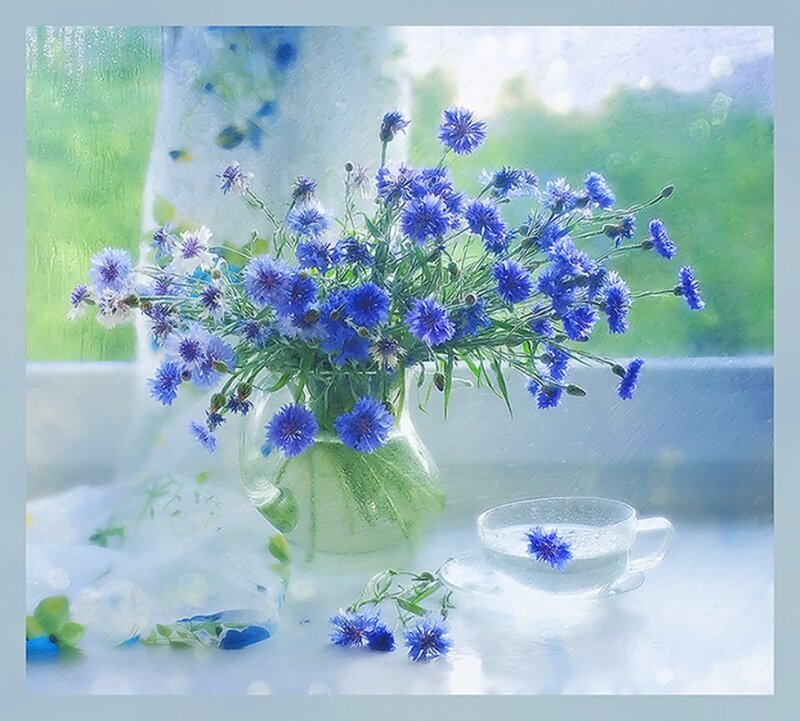 Blue Cornflowers in Vase — Serene, Morning